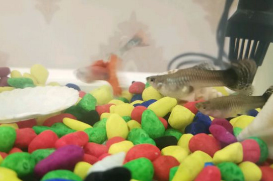 孔雀魚(yú)生病放鹽可以嗎