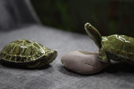 巴西龜冬眠嗎,冬眠需要什么