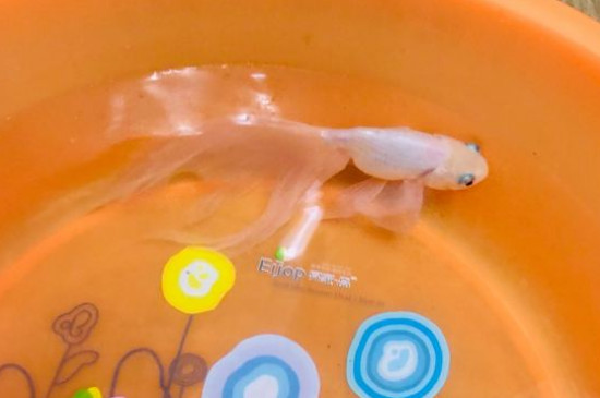 金魚能活多久