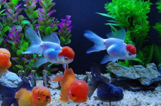 金魚(yú)怎樣長(zhǎng)得又大又快