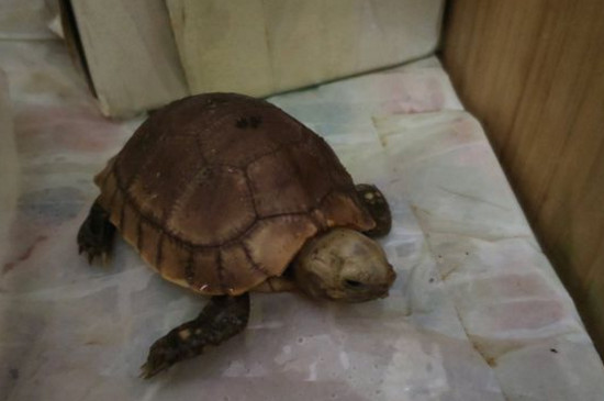 緬陸認主人嗎