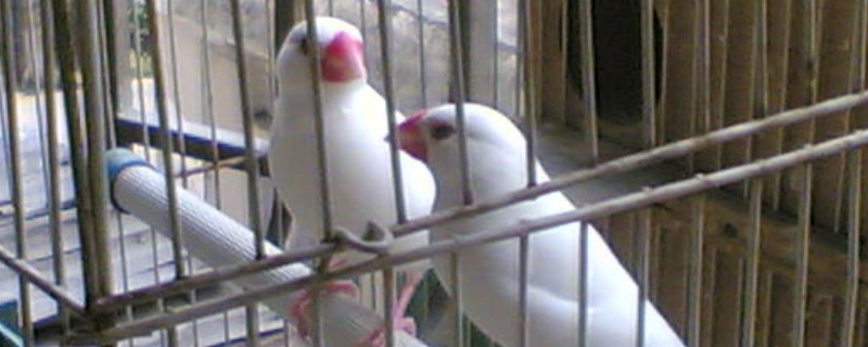 文鳥拉稀炸毛發(fā)抖