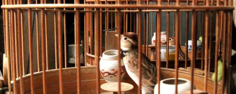 百靈鳥為何不能掛著