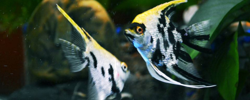 神仙魚(yú)為什么老是打架