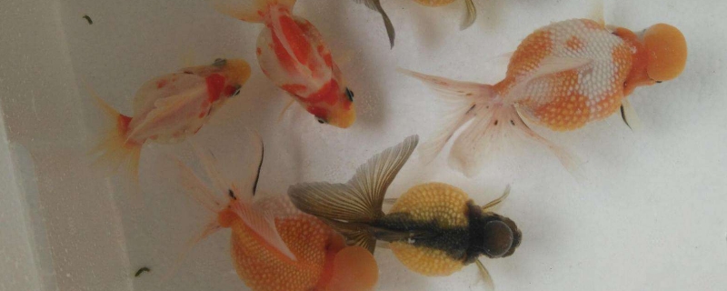 金魚受傷破皮會(huì)自愈嗎