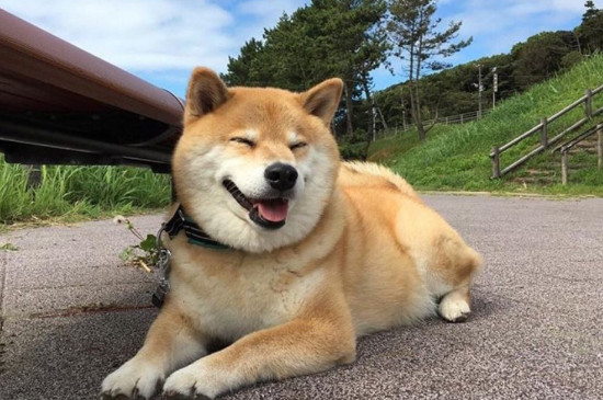 去犬舍買(mǎi)柴犬怎么挑，怎樣挑選小柴犬幼犬