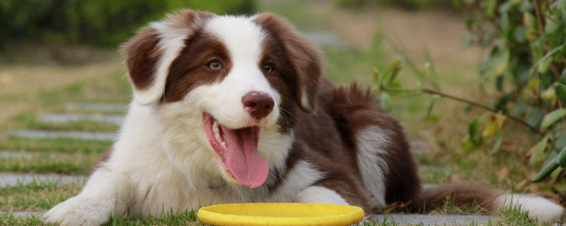 邊牧犬的缺點(diǎn)和優(yōu)點(diǎn)