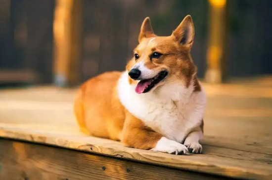 狗狗腹水肚子是軟的嗎