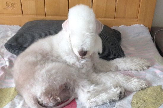 卷毛比熊犬智商排名第幾名，寵物狗比熊智商排行榜