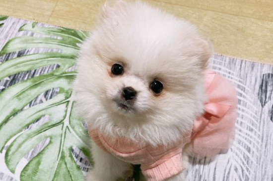 白色博美犬多少錢一只，博美犬價格一般在800元左右