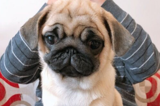 巴哥犬性格怎么樣，巴哥犬的性格優(yōu)缺點(diǎn)