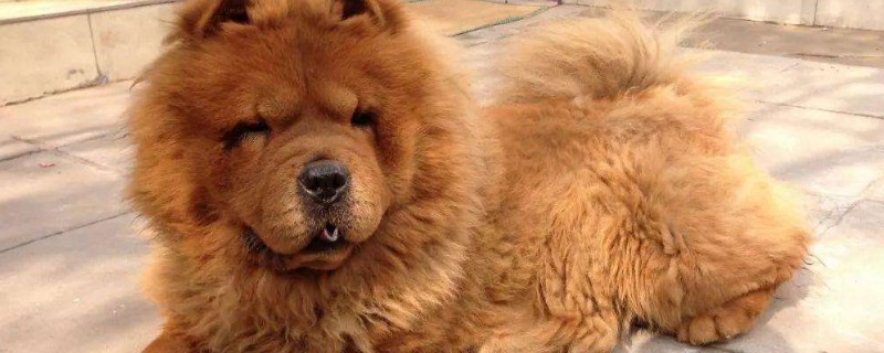 松獅犬會攻擊主人嗎