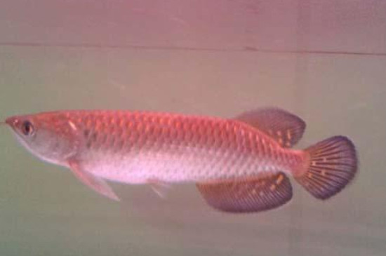 星點龍魚不吃東西怎么辦