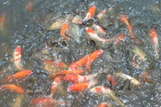 錦鯉為什么喜歡啄別的魚鰭