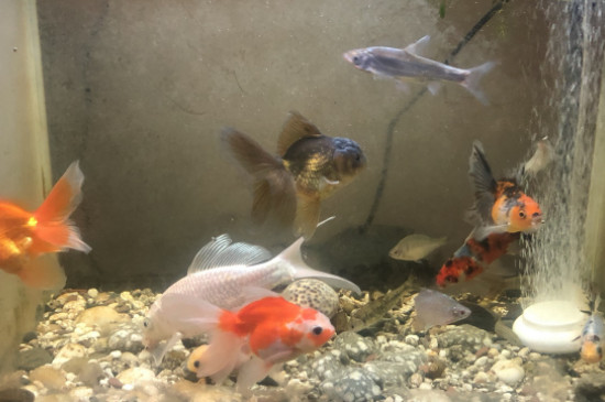 金魚(yú)加熱棒使用方法