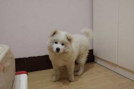 薩摩耶為什么學狼叫