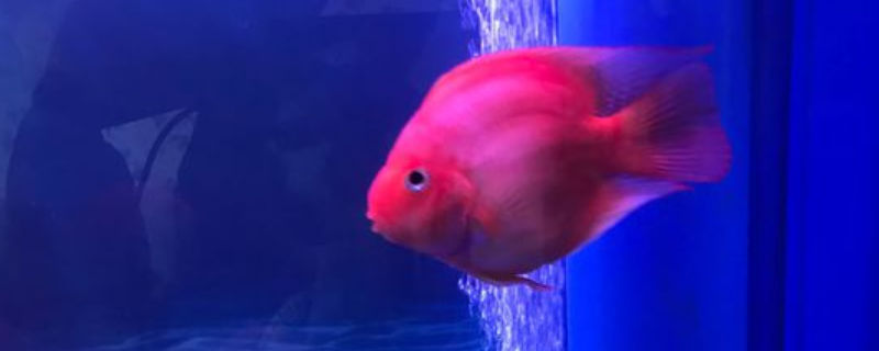 金剛鸚鵡魚怎么養(yǎng)起頭