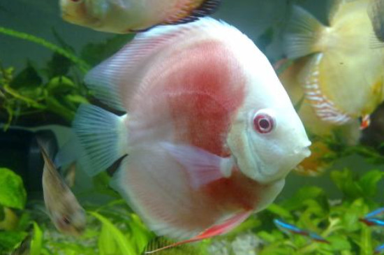 七彩神仙魚怎么養(yǎng)不會死