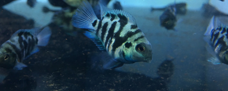 如何防止迷你鸚鵡魚吃小魚