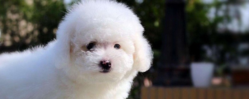 比熊犬如何訓(xùn)練大小便