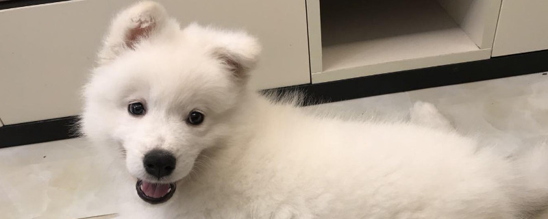 薩摩耶是大型犬嗎