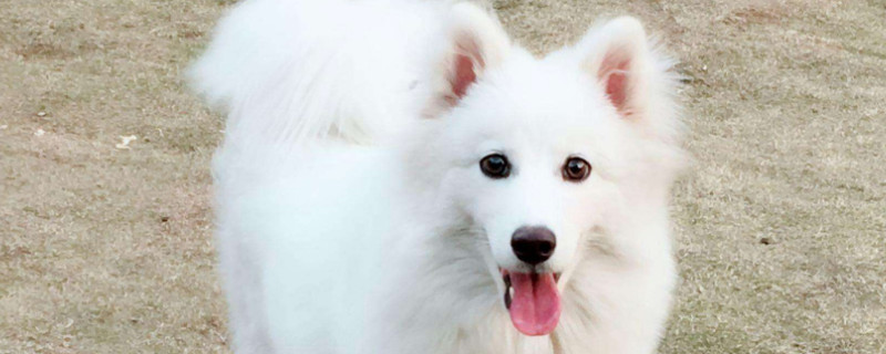 薩摩耶屬于什么型號犬啊
