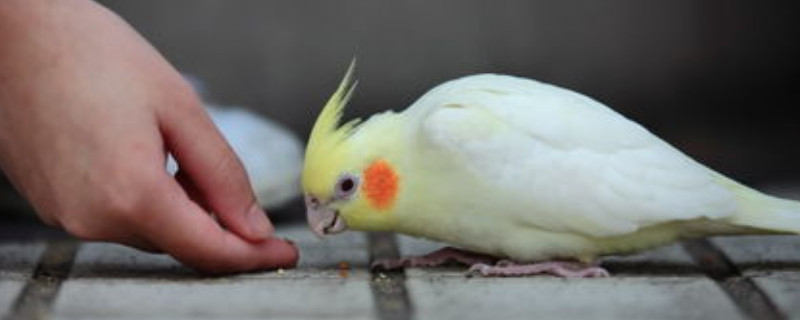 玄鳳鸚鵡開(kāi)心的表現(xiàn)