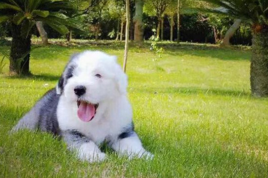 古牧為什么是禁養(yǎng)犬