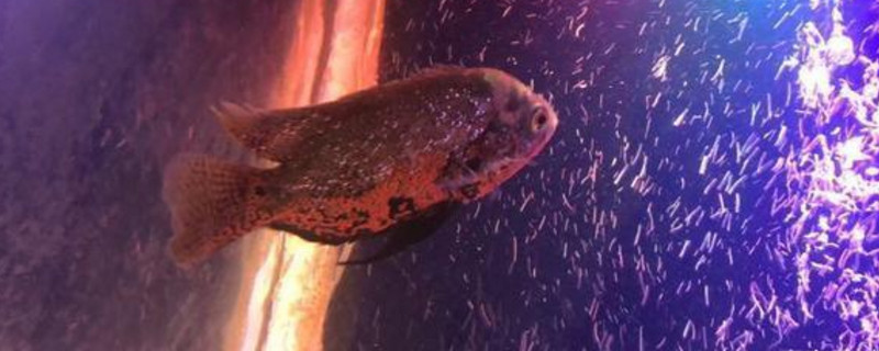 地圖魚氣泡病怎么治療