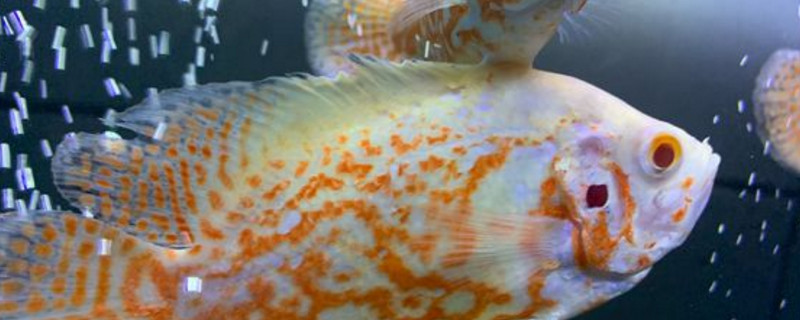 地圖魚爛鰭爛尾怎么治