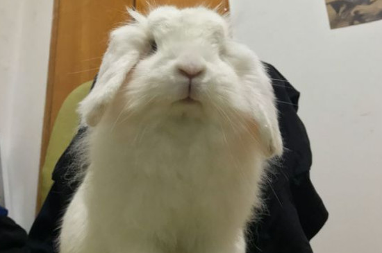垂耳兔不讓抱怎么辦