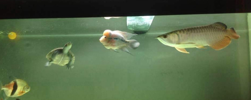 羅漢魚(yú)能和什么魚(yú)混養(yǎng)