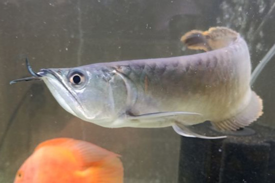 家里養(yǎng)什么魚好