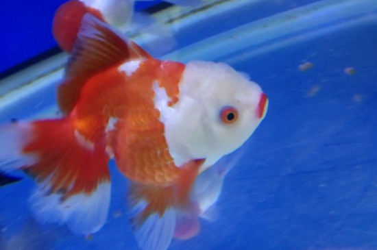 金魚(yú)晚上睡覺(jué)嗎