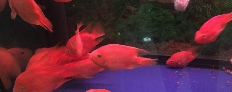 怎么對付鸚鵡魚缸霸