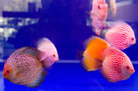 七彩神仙魚好養(yǎng)嗎，養(yǎng)七彩神仙魚的注意事項(xiàng)
