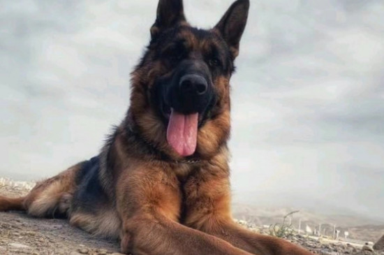 德國牧羊犬價(jià)格多少錢一只，純種德牧幼犬一般3000-8000元