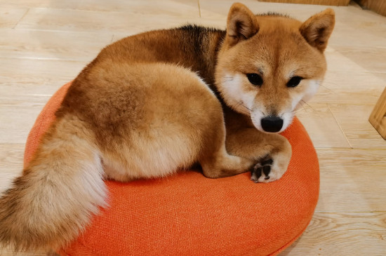 狗狗咬自己的腳是什么原因