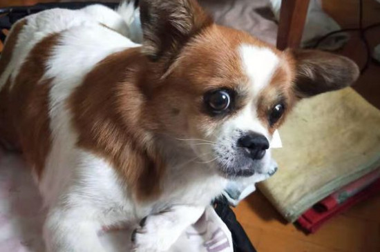 狗聞到什么氣味會遠離
