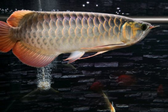 龍魚突然跳缸什么預(yù)兆