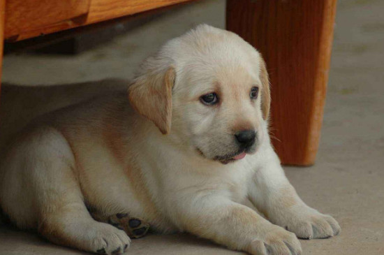 拉布拉多幼犬怎么看純不純