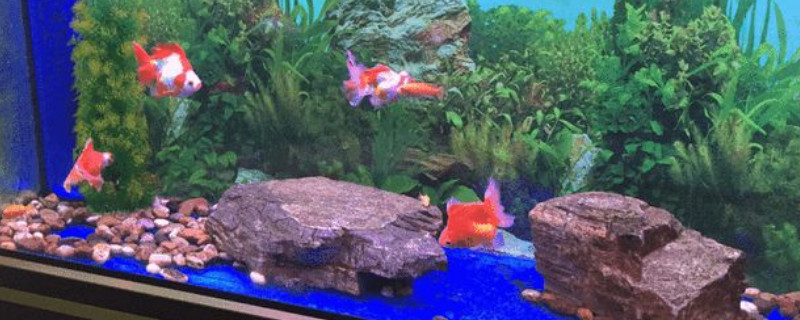 魚缸糞便怎么處理
