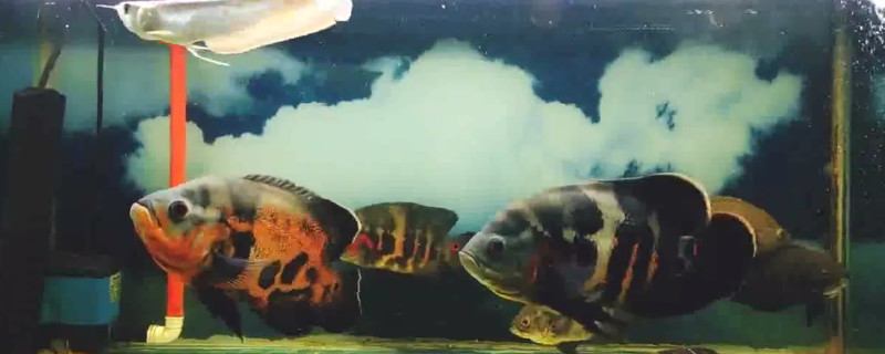 地圖魚腫嘴病怎么治療