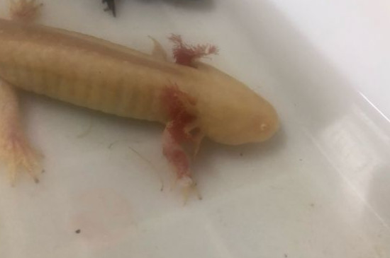 六角龍魚吃什么