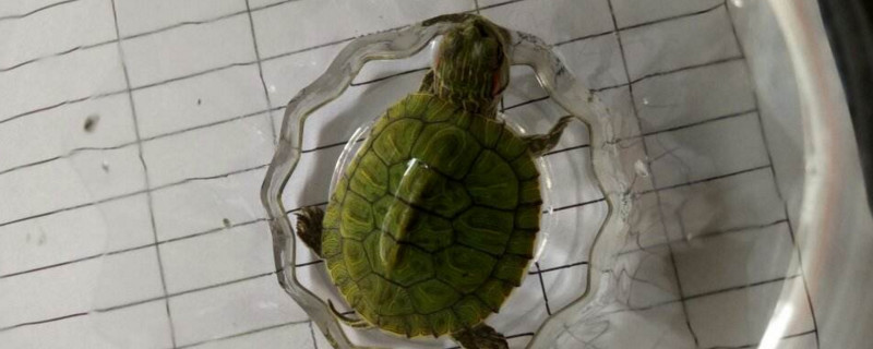 巴西龜離開水多久會死