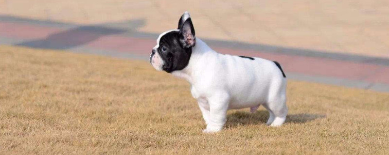 法國斗牛犬的優(yōu)缺點(diǎn)