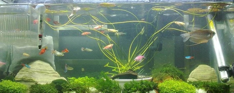 魚缸里有白色線蟲怎么辦