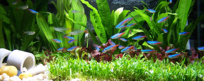 魚缸加熱棒的正確使用方法