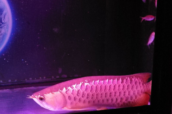 龍魚(yú)趴缸是什么原因