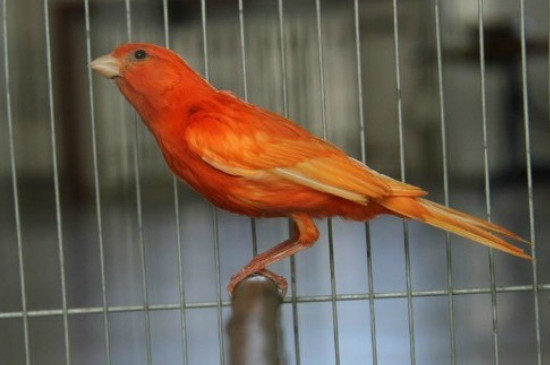 玉鳥不大叫怎么辦